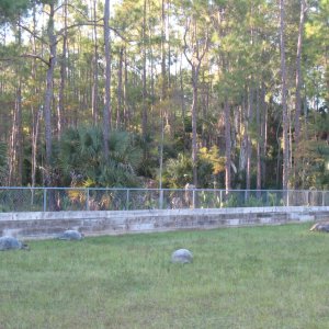 ALDABRA BREEDER