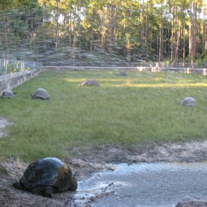 ALDABRA BREEDER