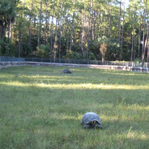 ALDABRA BREEDER