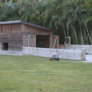 ALDABRA BREEDER
