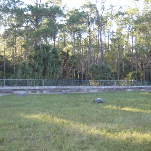 ALDABRA BREEDER