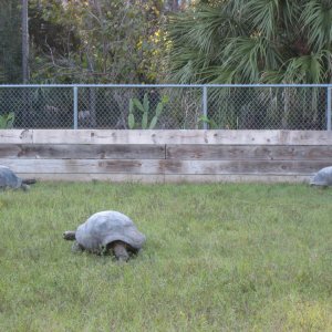 ALDABRA BREEDER