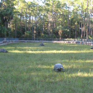 ALDABRA BREEDER