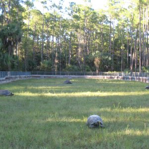 ALDABRA BREEDER