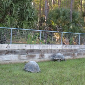 ALDABRA BREEDER