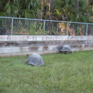 ALDABRA BREEDER
