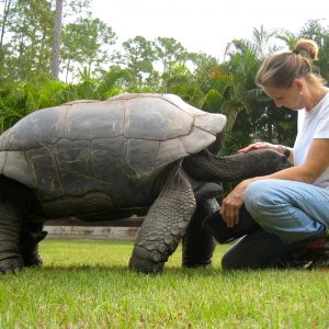 ALDABRA BREEDER