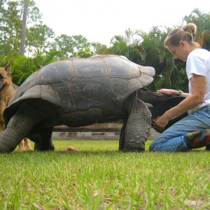 ALDABRA BREEDER