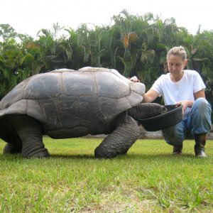 ALDABRA BREEDER