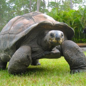 ALDABRA BREEDER