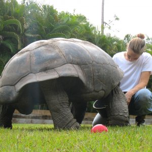 ALDABRA BREEDER