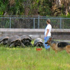 ALDABRA BREEDER
