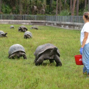 ALDABRA BREEDER