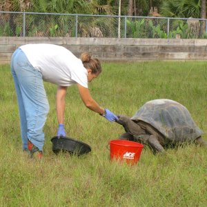 ALDABRA BREEDER