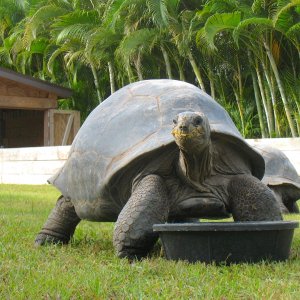 ALDABRA BREEDER