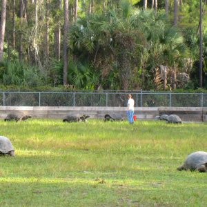 ALDABRA BREEDER