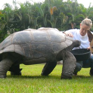 ALDABRA BREEDER