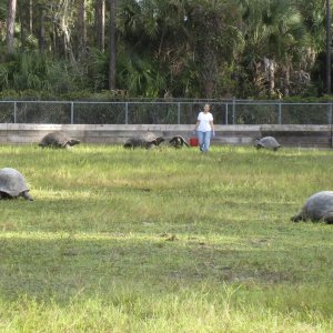 ALDABRA BREEDER