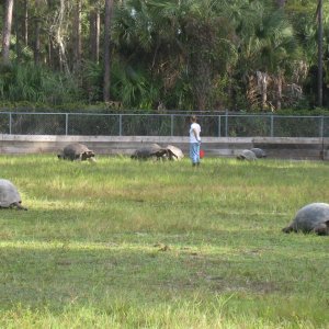 ALDABRA BREEDER