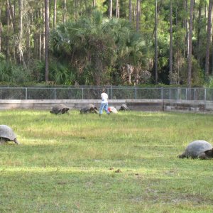 ALDABRA BREEDER
