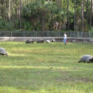 ALDABRA BREEDER
