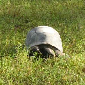 ALDABRA BREEDER