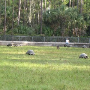 ALDABRA BREEDER