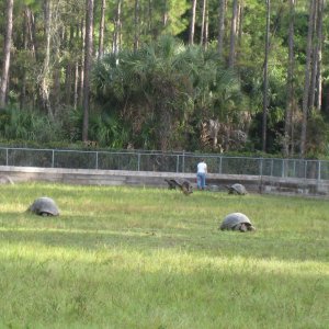 ALDABRA BREEDER