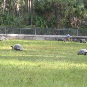 ALDABRA BREEDER