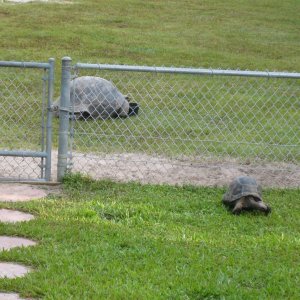 ALDABRA BREEDER