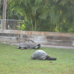 ALDABRA BREEDER