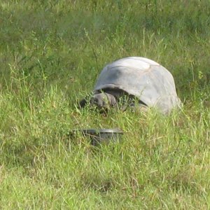 ALDABRA BREEDER