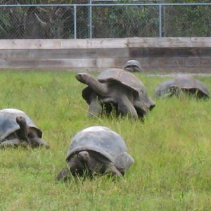 ALDABRA BREEDER