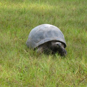ALDABRA BREEDER