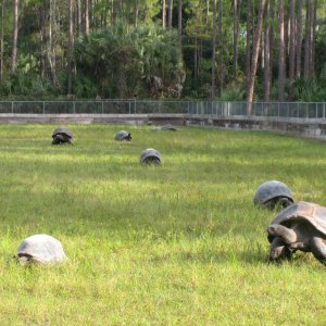 ALDABRA BREEDER