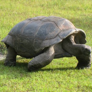 ALDABRA BREEDER