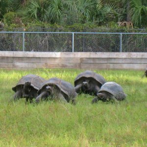 ALDABRA BREEDER