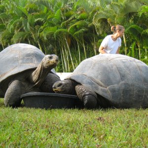 ALDABRA BREEDER