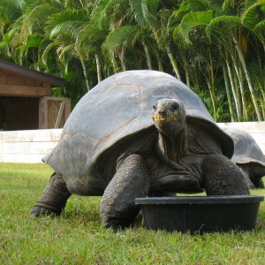 ALDABRA BREEDER