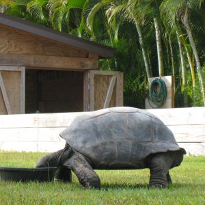 ALDABRA BREEDER