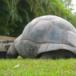 ALDABRA BREEDER