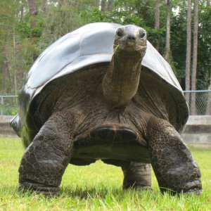 ALDABRA BREEDER