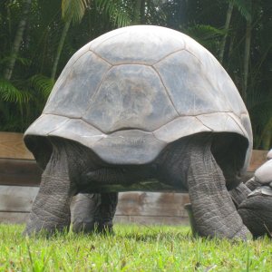 ALDABRA BREEDER