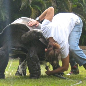 ALDABRA BREEDER