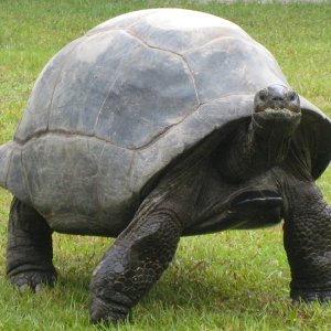 ALDABRA BREEDER