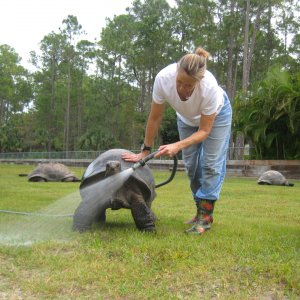 ALDABRA BREEDER