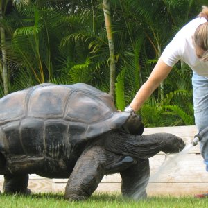 ALDABRA BREEDER