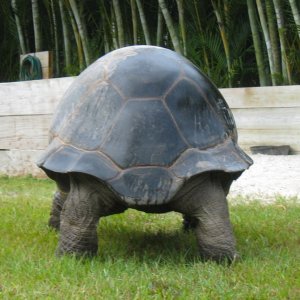 ALDABRA BREEDER