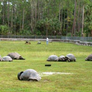 ALDABRA BREEDER
