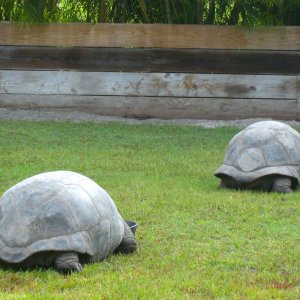 ALDABRA BREEDER